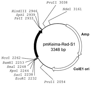 Plasmid map of pmKeima-Red-S1